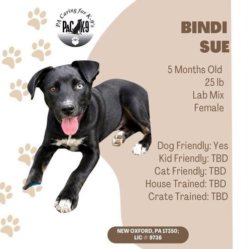 Bindi Sue, a dog for adoption from PA Caring for K-9's