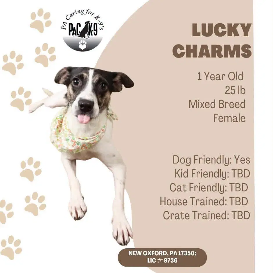 Lucky Charms - Jack Russell Terrier