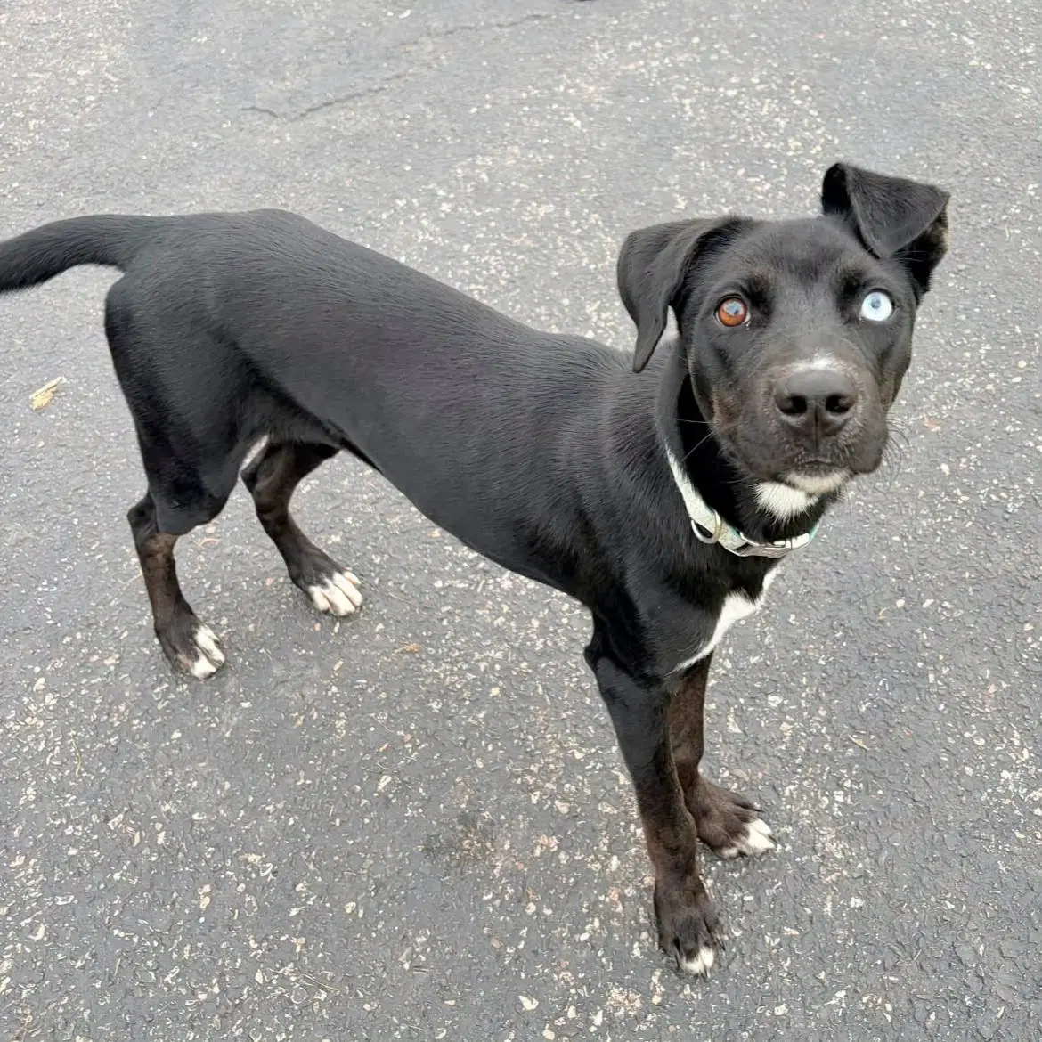 Bindi Sue image 1