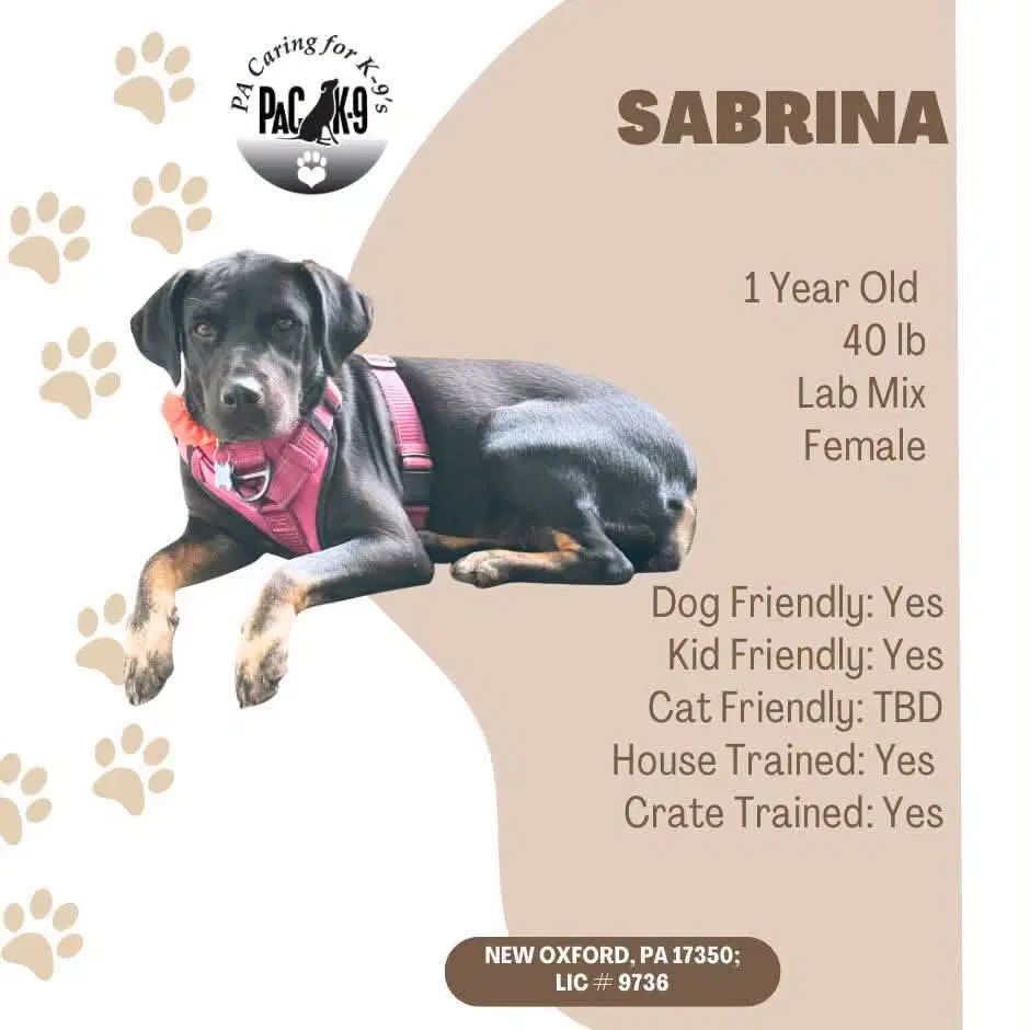 Sabrina - Labrador Retriever
