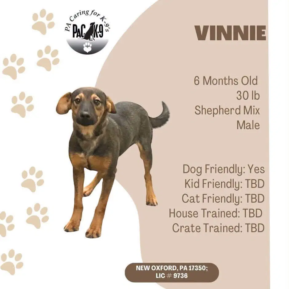 Vinnie - Shepherd