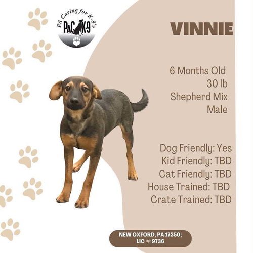 Vinnie
