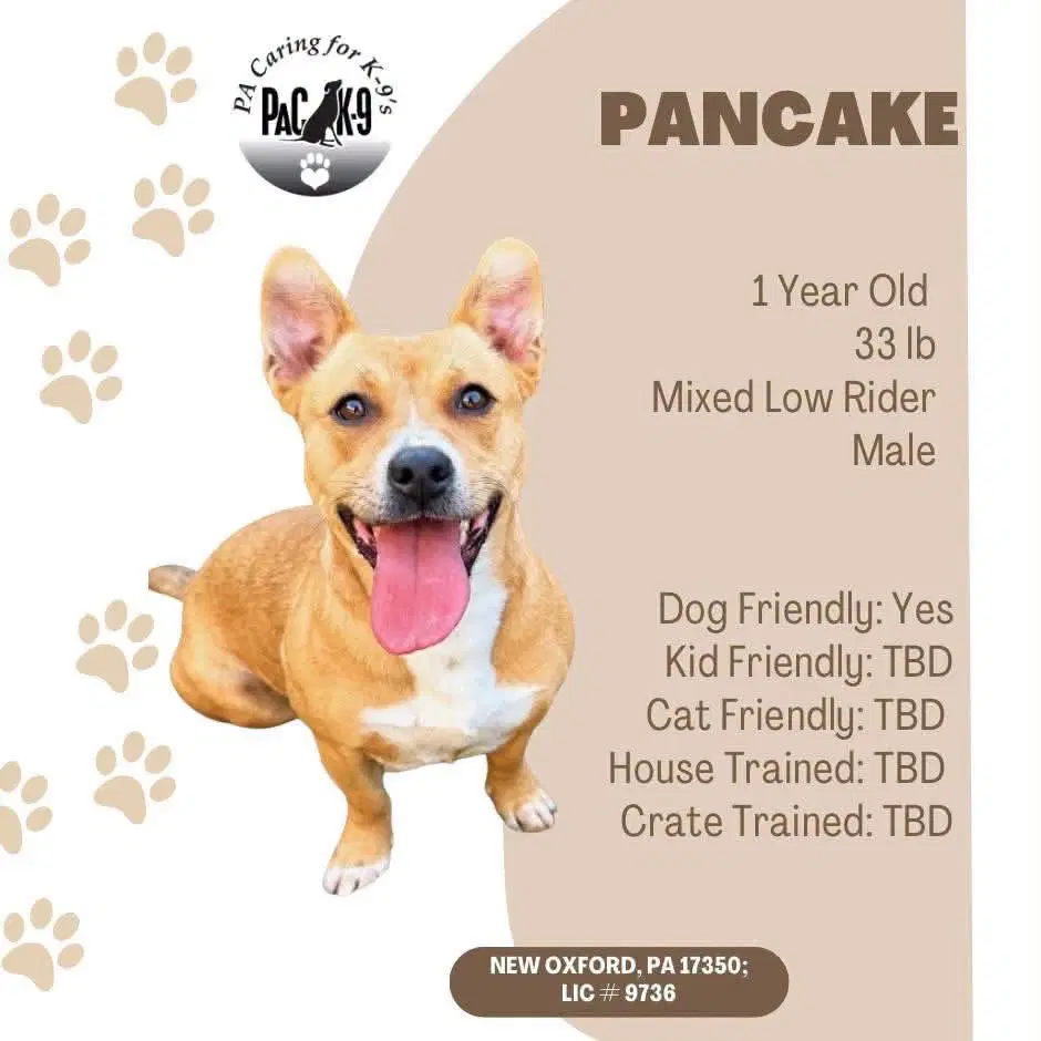 Pancake - Corgi