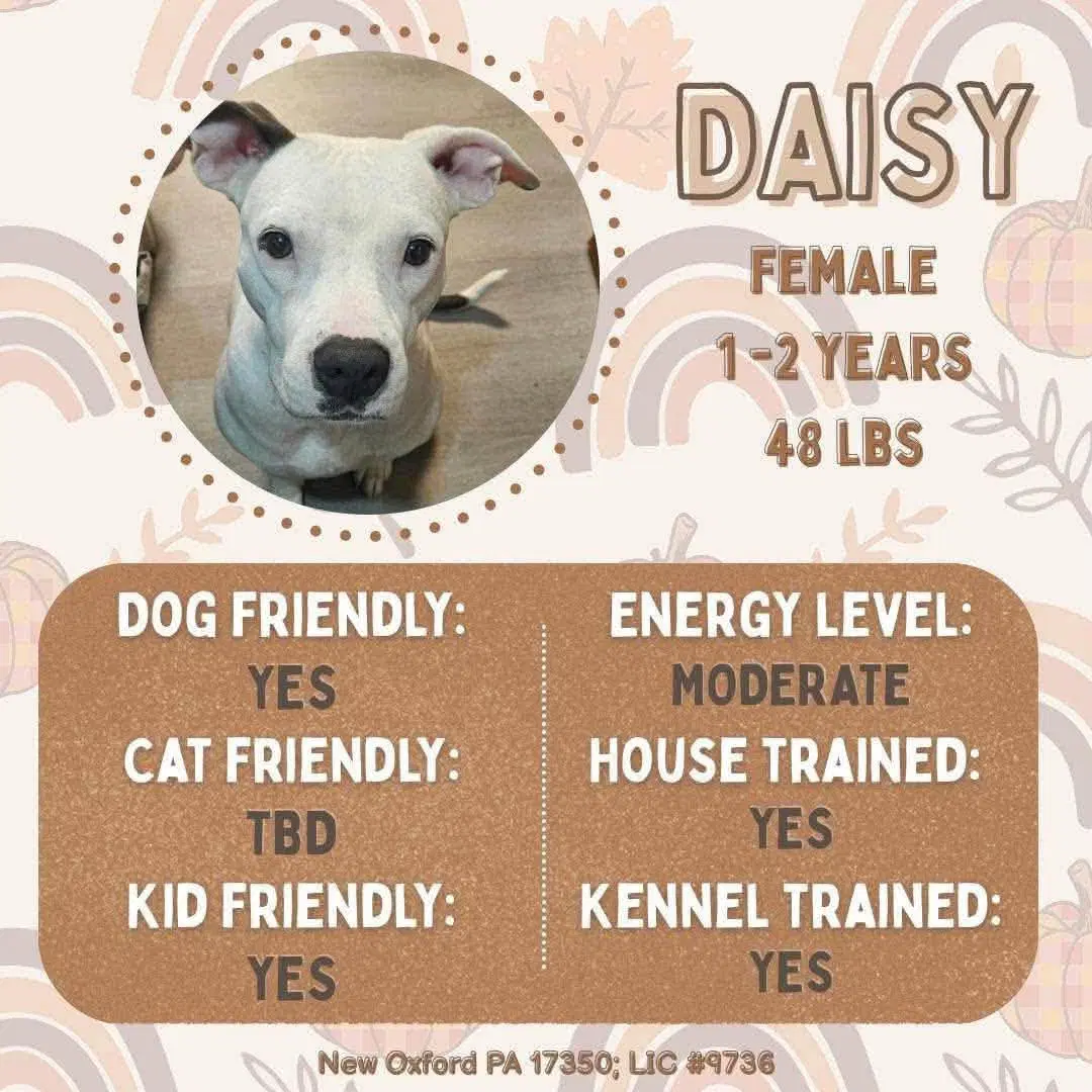Daisy - American Staffordshire Terrier