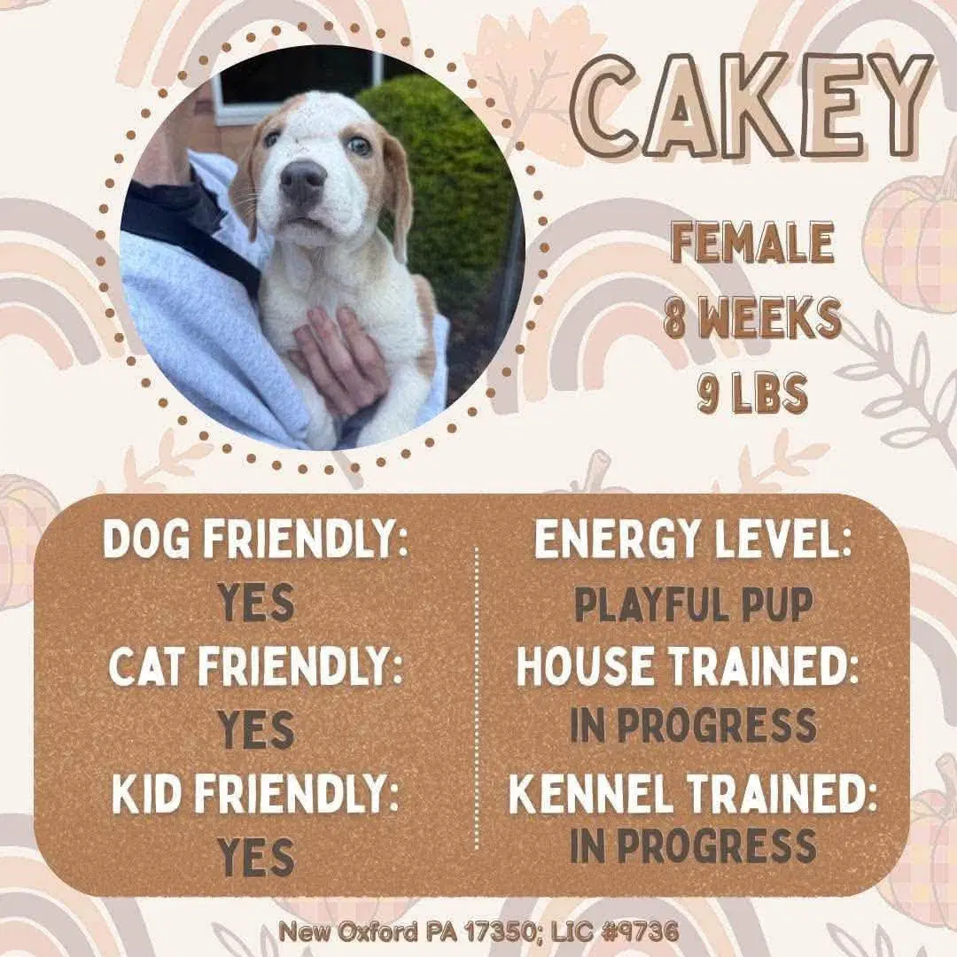 Cakey - Hound