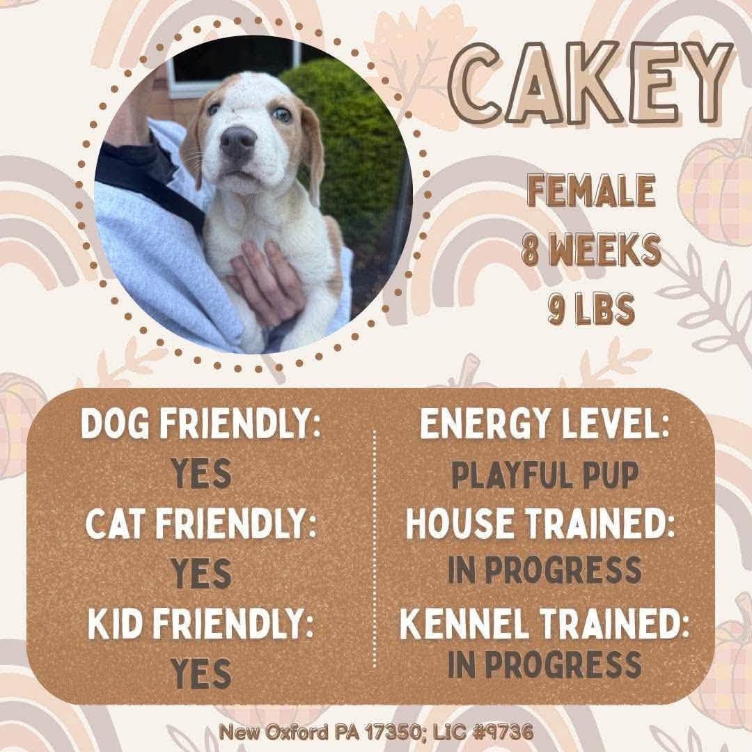 Cakey