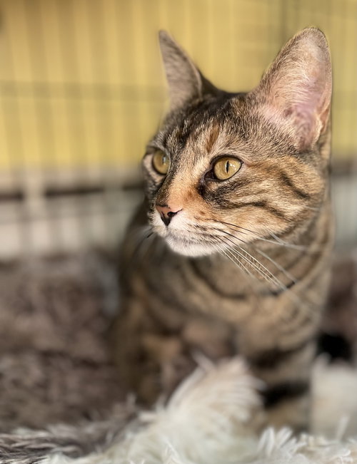 ELVIRA - Domestic Short Hair available for adoption