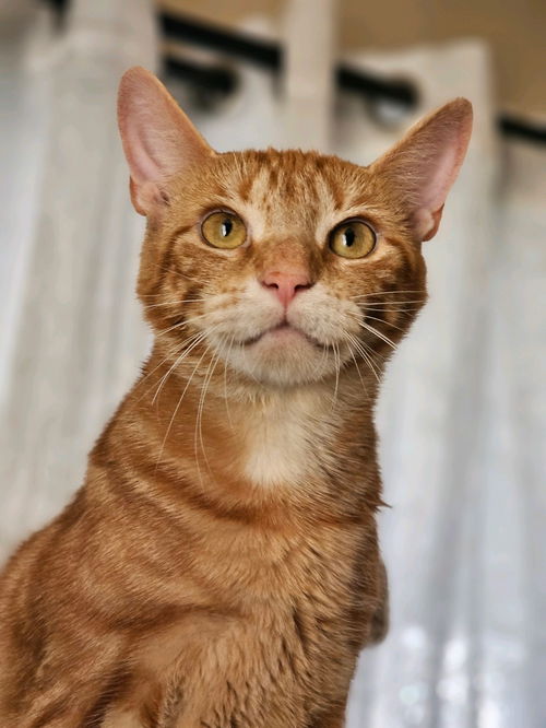 picture of the cat needing adoption