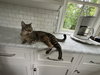 Auggie- Courtesy Post! - Photo 1