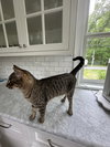 Auggie- Courtesy Post! - Photo 2