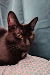 Cosmic Brownie - Photo 2