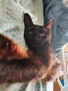 Cosmic Brownie - Photo 1
