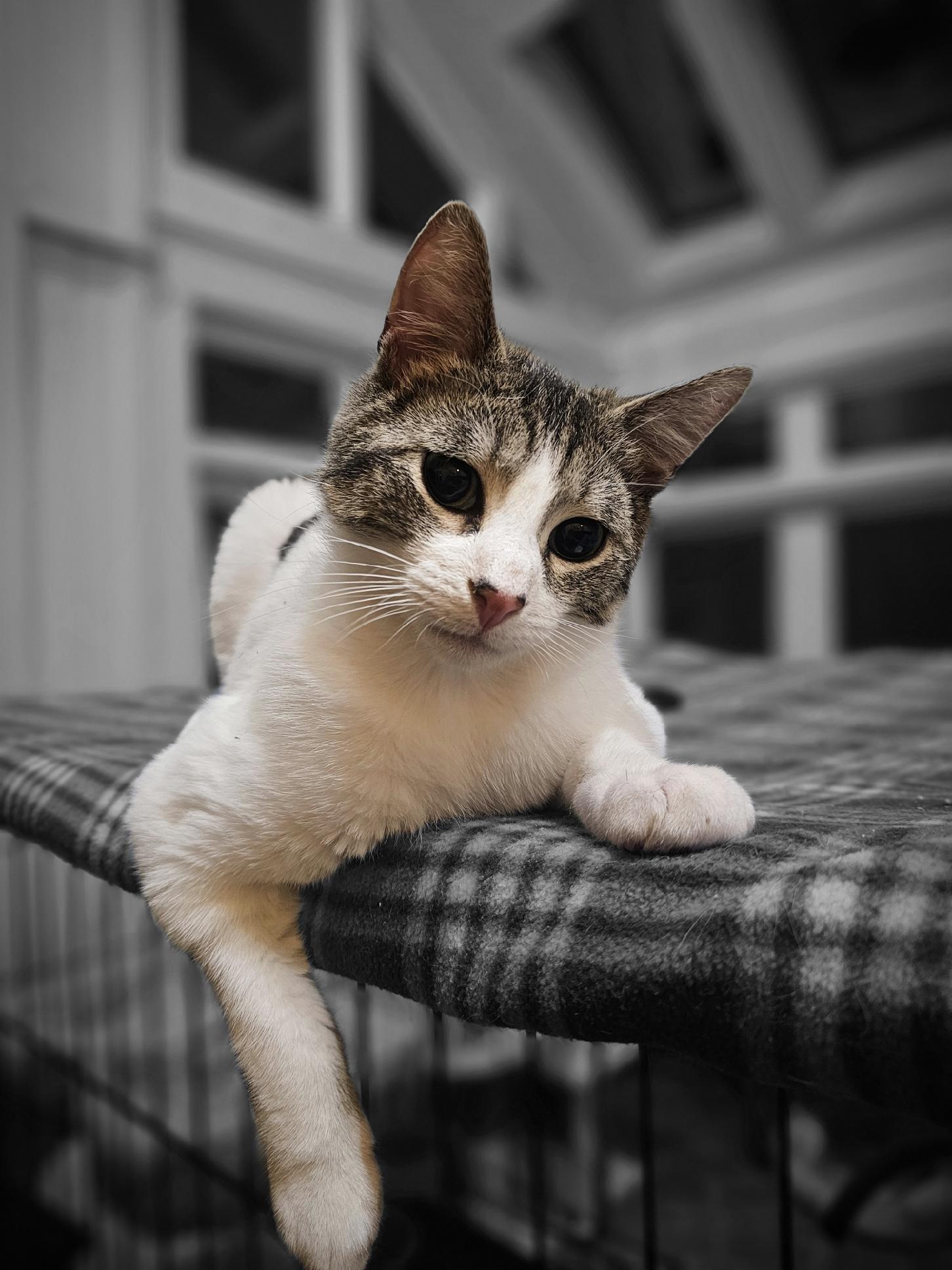Jingles Image
