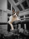 Jingles - Photo 2