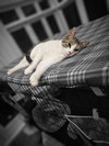 Jingles - Photo 4