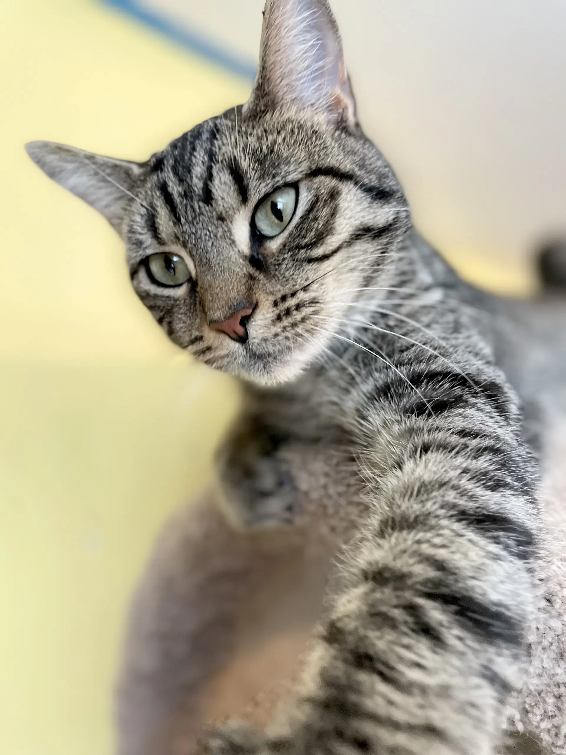 Blue Jay - Domestic Short Hair