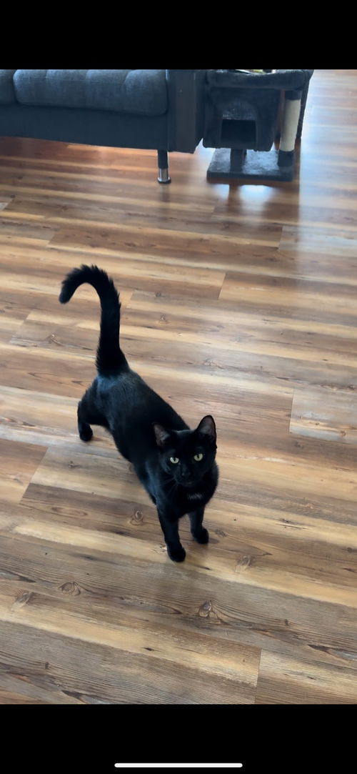 picture of the cat needing adoption