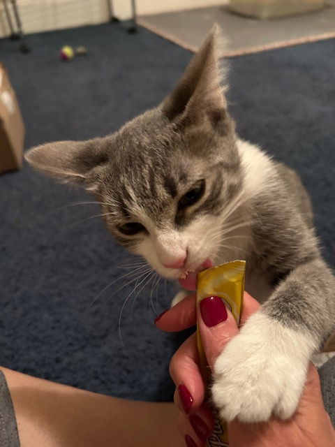 picture of the cat needing adoption