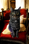 Sir Charles - Photo 1