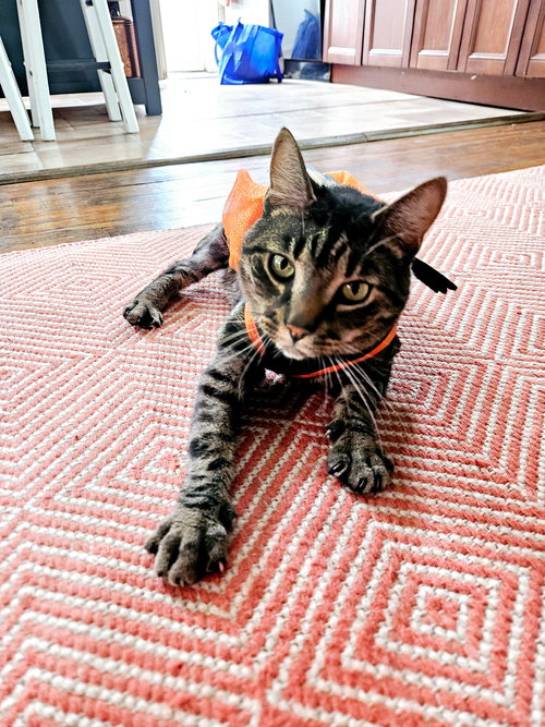 SIR CHARLES - Domestic Short Hair available for adoption
