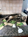 Sir Charles - Photo 3