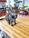 Sir Charles - Photo 4