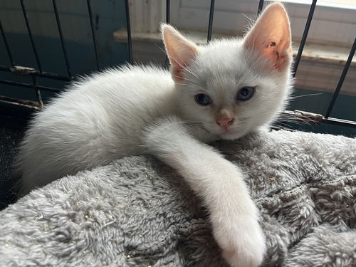picture of the cat needing adoption