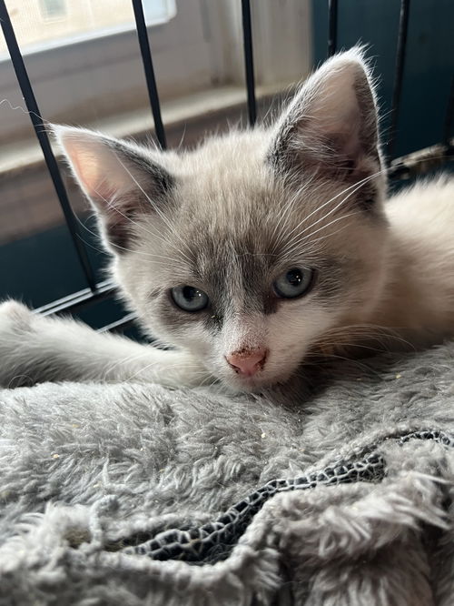 picture of the cat needing adoption