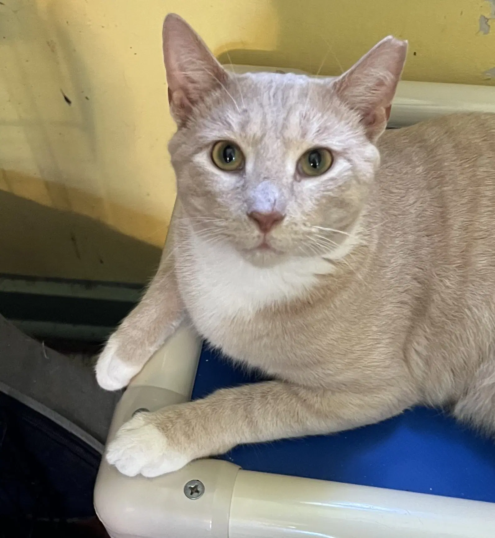 Turkey - Domestic Short Hair