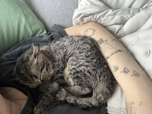 picture of the cat needing adoption