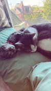 Millie Moo - Photo 3