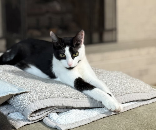 picture of the cat needing adoption