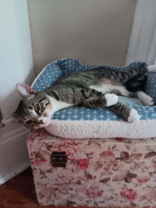 SID - Domestic Short Hair available for adoption