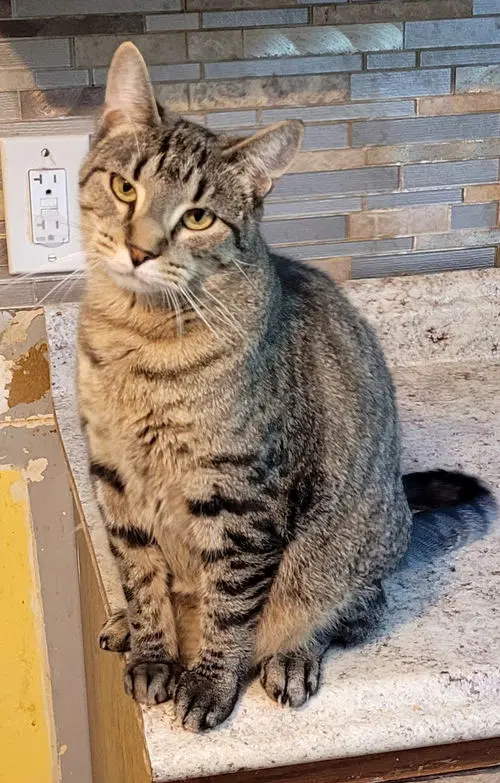 Perkins - Domestic Short Hair