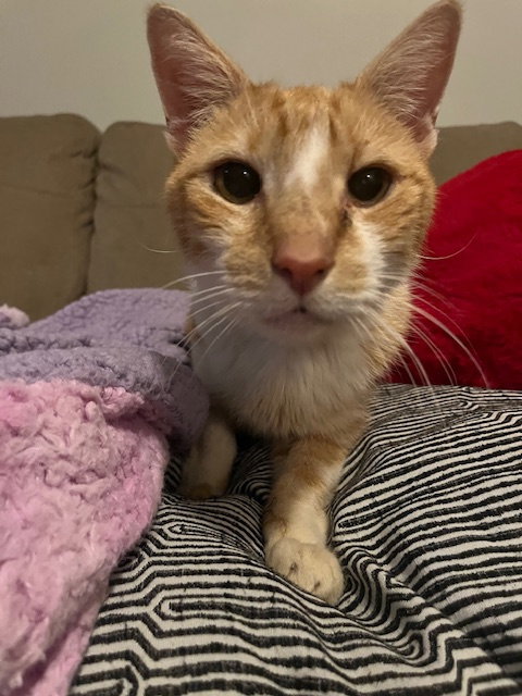 SPENCER - Domestic Short Hair available for adoption
