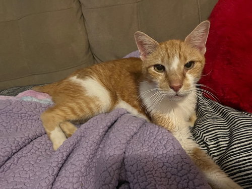 SPENCER - Domestic Short Hair available for adoption