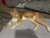 Spencer - Photo 3