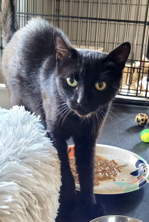 JINX - Domestic Short Hair available for adoption