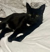 Jinx - Photo 2