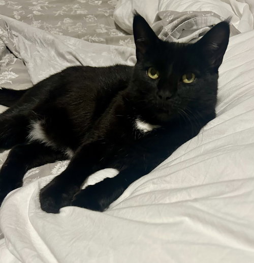 JINX - Domestic Short Hair available for adoption