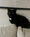 Jinx - Photo 3