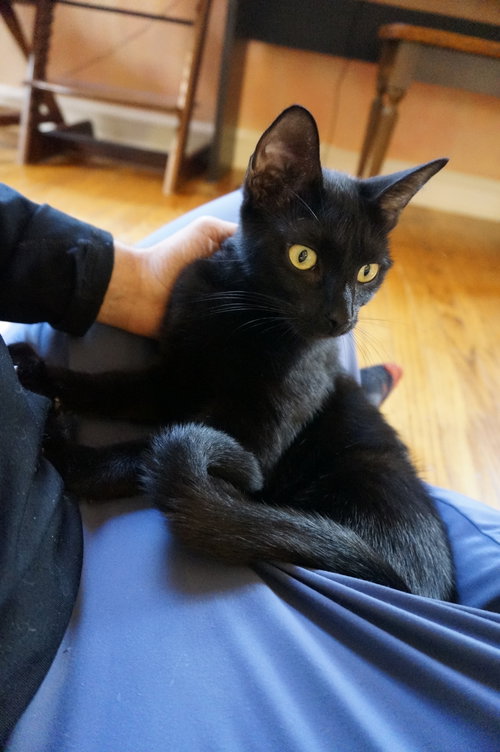 MELLOW CUP - Domestic Short Hair available for adoption