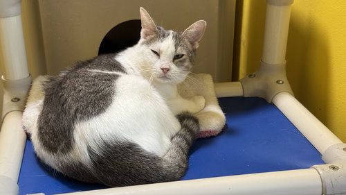 DUCHESS - Domestic Short Hair available for adoption