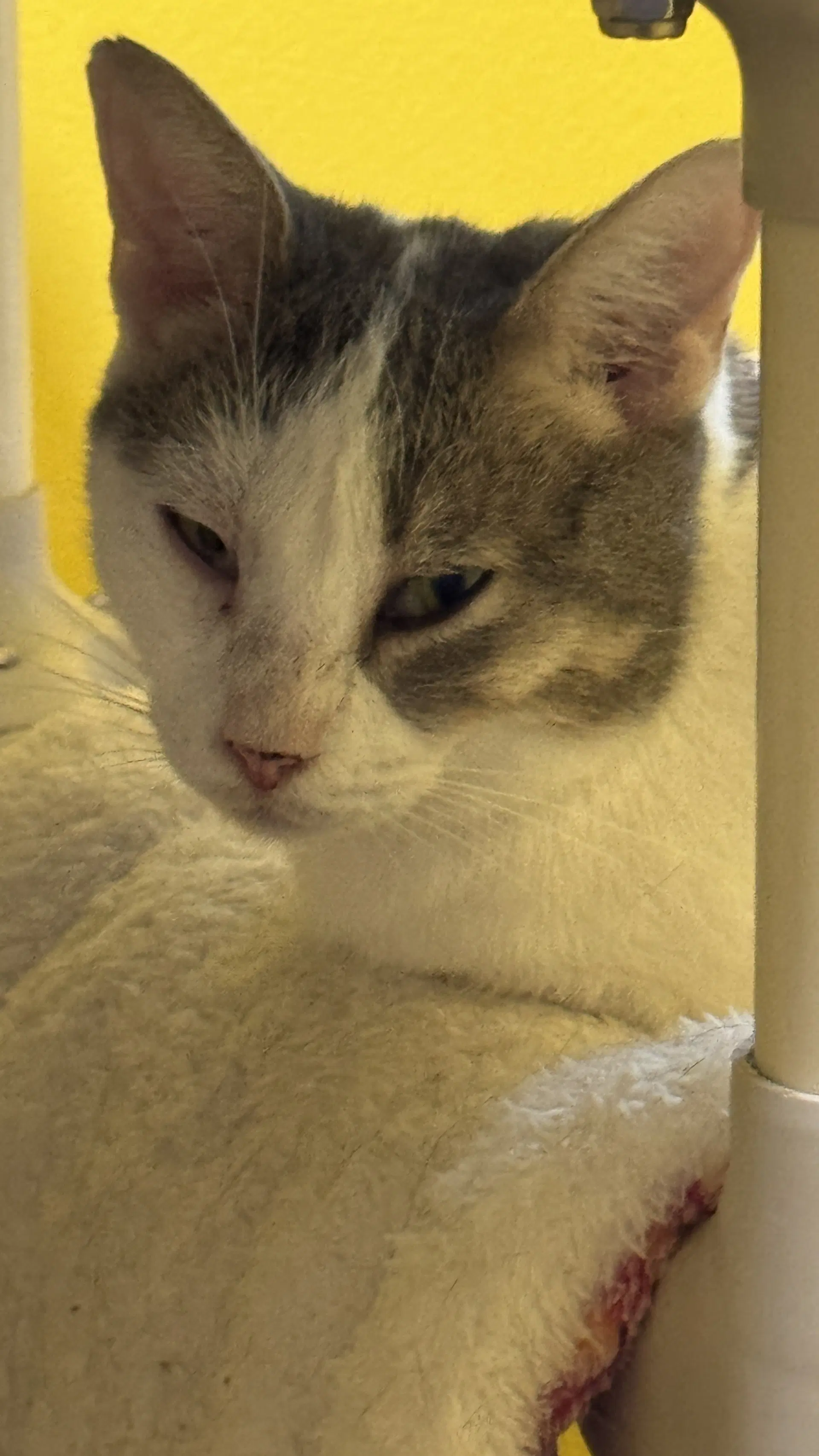 Duchess image 3
