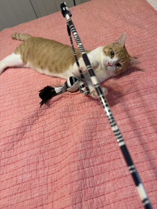 PARK - Domestic Short Hair available for adoption