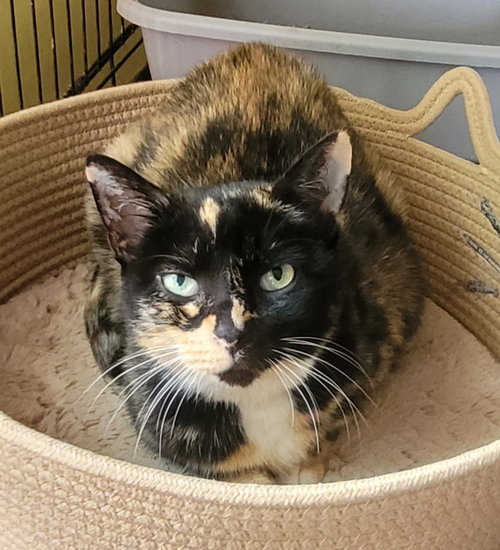 ARBOR LEA - Domestic Short Hair available for adoption