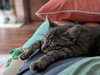 Peaches - Photo 1