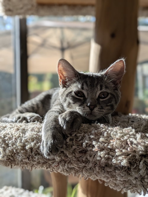 PEACHES - Domestic Short Hair available for adoption