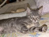 Peaches - Photo 3