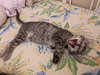 Peaches - Photo 4